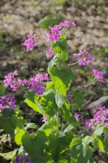 Annual honesty (Lunaria annua), flowering in the forest, North Rhine-Westphalia, Germany, Europe