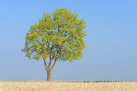 Solitary tree, maple (Acer) blossoms in early spring, North Rhine-Westphalia, Germany, Europe