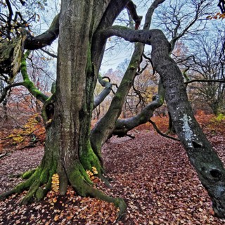 Sababurg primeval forest in autumn, nature reserve, Reinhardswald estate district, Hesse, Germany,