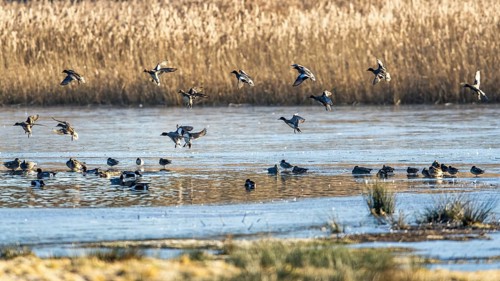 Eurasian Wigeon, (Mareca penelope) birds in flight over marshes at sunrise