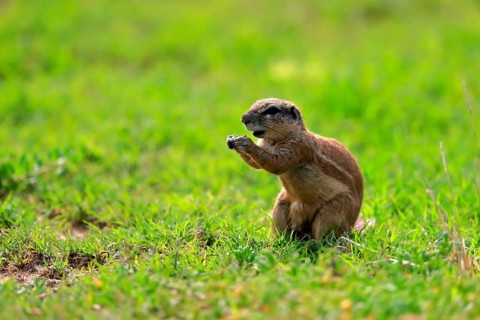 Cape ground squirrel (Xerus inauris), adult, alert, feeding, Mountain Zebra National Park, Eastern
