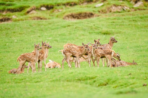 Red deer (Cervus elaphus) fawns standing on a meadow in the mountains in tirol, herd, Kitzbühel,