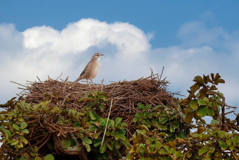 Firewood-gatherer, Anumbius annumbi) on its huge nest, Serra da Canastra National Park, Minas
