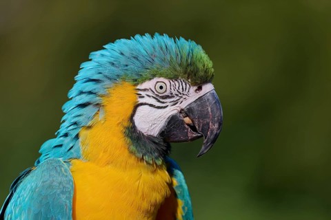 Blue and yellow macaw (Ara ararauna), captive, Lower Saxony, Germany, Europe