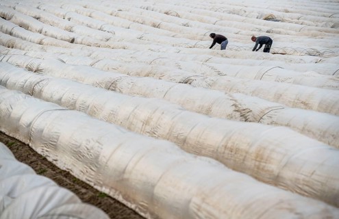 Asparagus harvest in the Rhineland, asparagus pickers at work in an asparagus field covered with