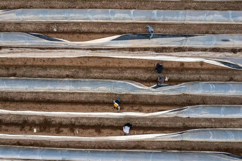 Asparagus harvest in the Rhineland, asparagus pickers at work in an asparagus field covered with