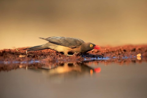 Red-billed oxpecker (Buphagus erythrorhynchus), adult, at the water, drinking, alert, Kruger