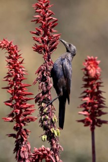 Red-winged Starling (Onychognathus morio), adult, female, foraging, on honeybush (Melianthus