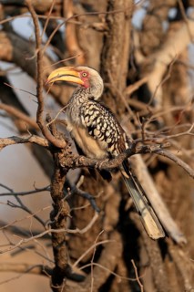 Southern Yellow-billed Hornbill, Red-ringed Hornbill (Tockus leucomelas), adult, on wait, Kruger