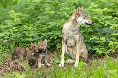 A mother wolf looks to the side while her pups play and touch each other, European grey gray wolf