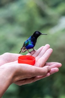 Velvet-purple coronet (Boissonneaua jardini), sitting on a hand, Mindo Forest Reserve, Mindo,