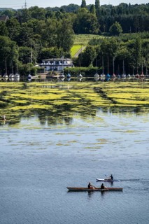 Green carpet of plants on Lake Baldeney in Essen, proliferating aquatic plant Elodea, waterweed, an