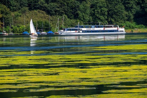 Green carpet of plants on Lake Baldeney in Essen, proliferating aquatic plant Elodea, waterweed, an