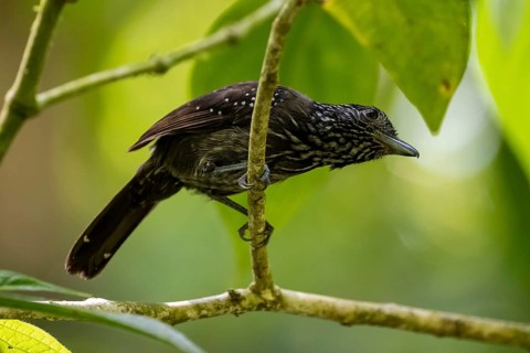 Black-hooded antshrike (Thamnophilus bridgesi) sitting on a branch, tropical rainforest, Corcovado