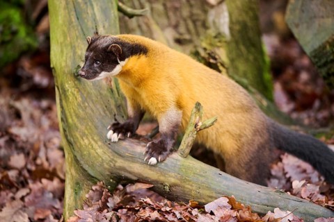 Yellow-throated marten (Martes flavigula) on an old tree trunk, Germany, Europe