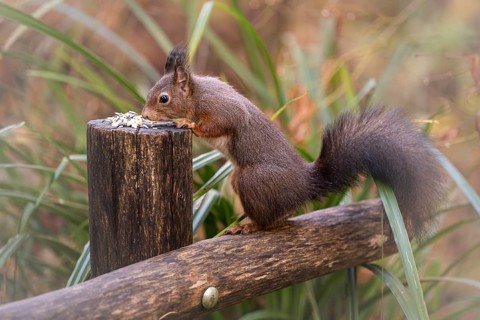 Eurasian squirrel (Sciurus) standing on a wooden fence, holding on to a wooden post, eating,