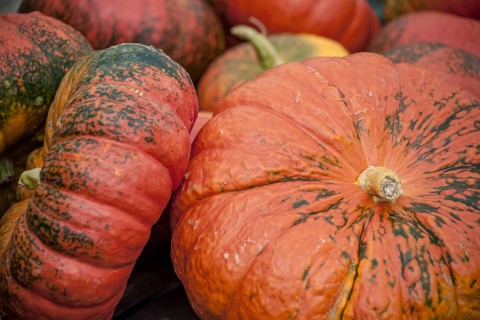 Close-up of pumpkins in warm autumn colours with a rough texture, Palatinate, Rhineland-Palatinate,