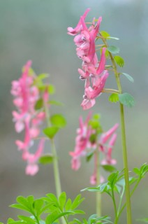 Corydalis solida (Corydalis solida), Emsland, Lower Saxony, Germany, Europe