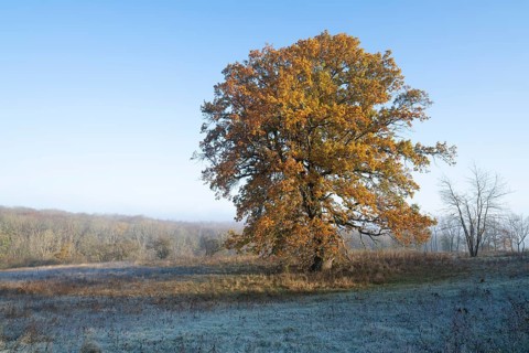 English oak (Quercus robur), solitary tree in a meadow, in autumn with yellow discoloured leaves,