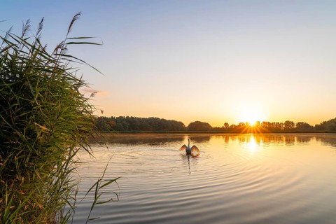 Sunrise at a pond, mute swan (Cygnus olor), reed (Phragmites australis), trees, sun star,