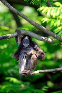Variegated Spider Monkey (Ateles belzebuth hybridus)