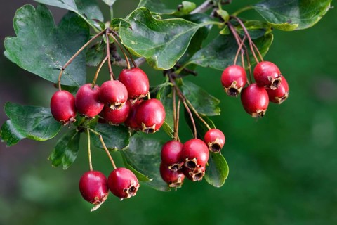 Common hawthorn (Crataegus monogyna) with leaves and red berries
