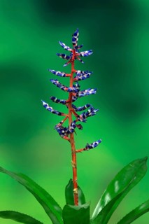 Bromeliad (Bromelia)