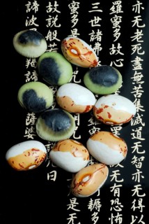 Japanese Soya beans (Glycine max) white-brown from Hokkaido, black-green from Nagano, bean,