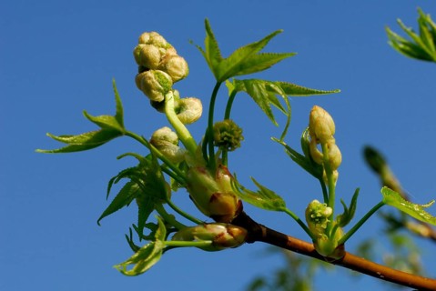 Sweet Gum Tree(Liquidambar styraciflua)