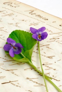 Scented violet on book with old manuscript, March violet, Wood violet (Viola odorata)