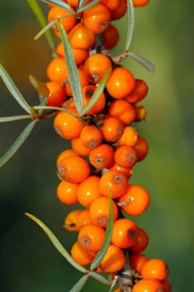 Common buckthorn, North Rhine-Westphalia, Germany, Europe