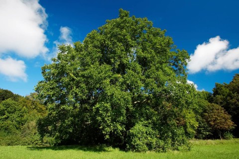 Walnut Tree (Juglans regia), Germany, Europe