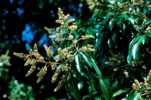 Mango tree (Mangifera indica)