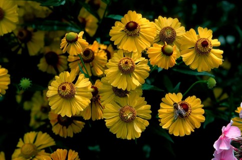 Helenium (Helenium-Hybride)