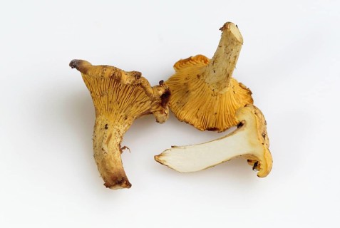 Chanerelles (Cantharellus cibarius)