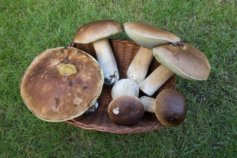 King boletes (Boletus edulis), Emsland, NIedersachsen, Germany, Europe