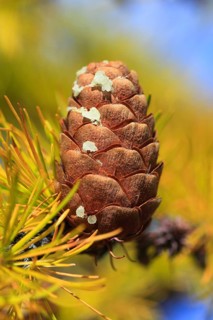 European larch ( Larix decidua) , cone, cone, Switzerland, Europe