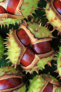 Horse chestnuts ( Aesculus hippocastanum) , Switzerland, Europe