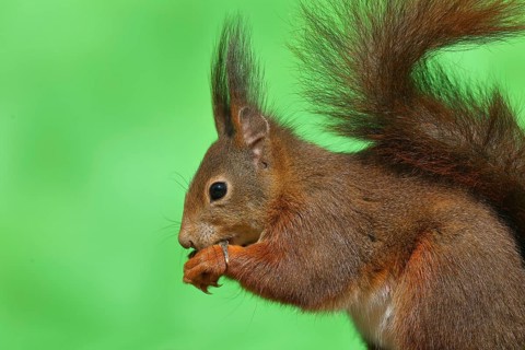 Eurasian red squirrel (Sciurus vulgaris), animal portrait, side view, wildlife, Wilden, North