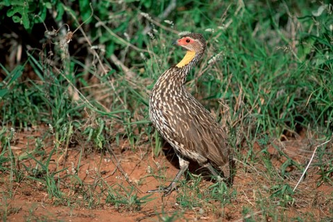 Yellow-necked Spurfowl (Francolinus leucoscepus), Samburu Game Reserve, Kenya (Pternistis