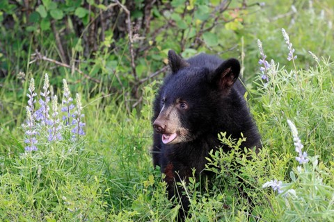 American black bear (Ursus americanus), young, 6 months