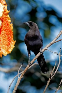 Purple Jay, purplish jay (Cyanocorax cyanomelas), Brazil, South America