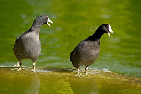 American Coots (Fulica americana), Florida, USA, North America