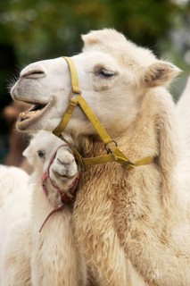 Two-humped Camels, female with young, Bactrian camels (Camelus bactrianus), female and young,