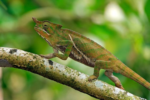 Chameleon (Furcifer balteatus), male, Magadascar, side