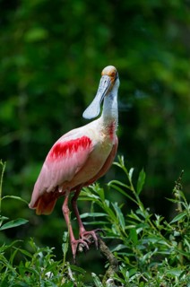Roseate spoonbill (Ajaia ajaja)