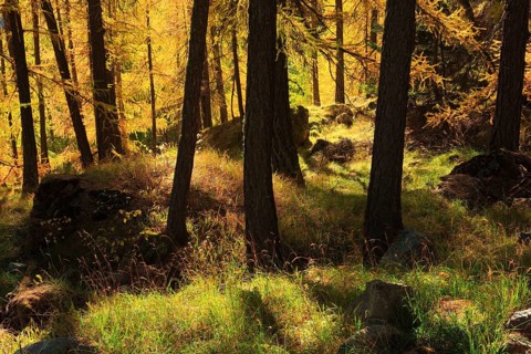 Larch forest, European larch ( Larix decidua) Switzerland