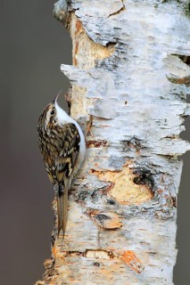 Eurasian Treecreeper ( Certhia familiaris) Scotland, Great Britain