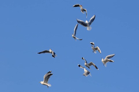Black-headed Gulls (Larus ridibundus), one with prey, Germany, Europe
