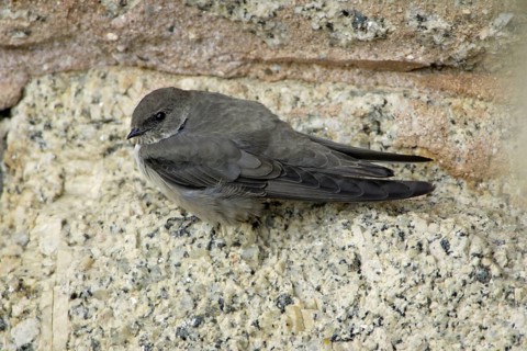 Crag Martin (Ptyonoprogne rupestris), Extremadura, Spain, Europe
